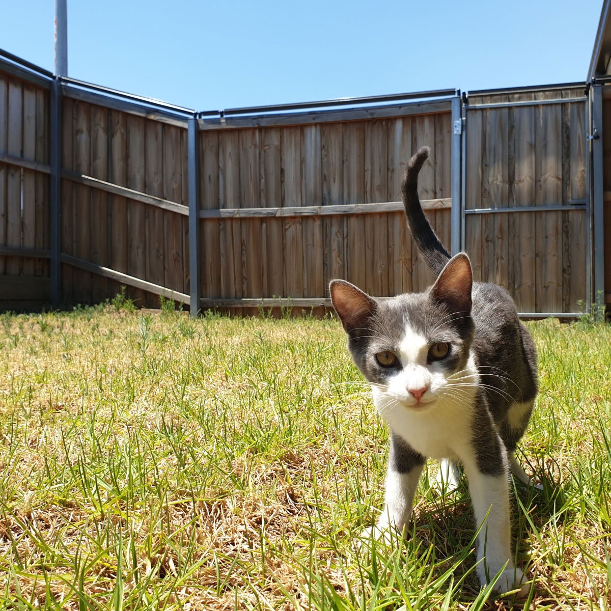 Diy oscillot cat fence sale