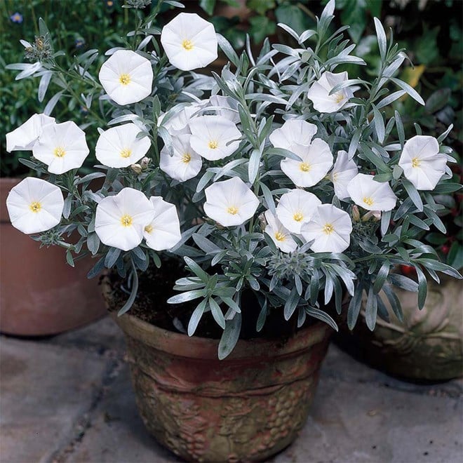 Convolvulus Cneorum Elite Silverbush 150mm