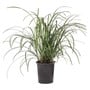 Liriope Muscari 140MM Pot