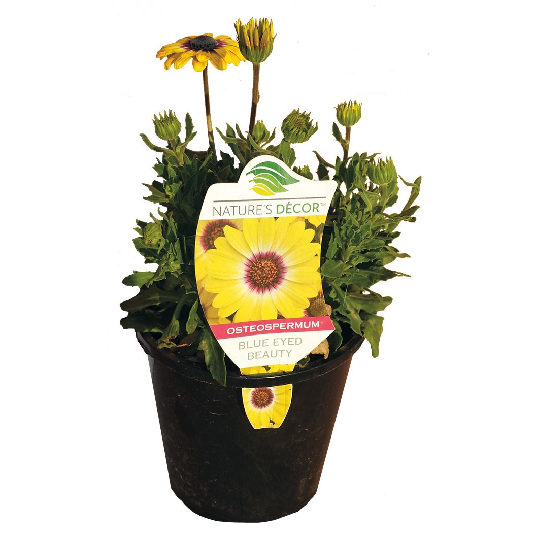 Osteospermum Blue Eyed Beauty 140MM Pot