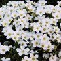 The Mountain Sandwort 140mm Pot