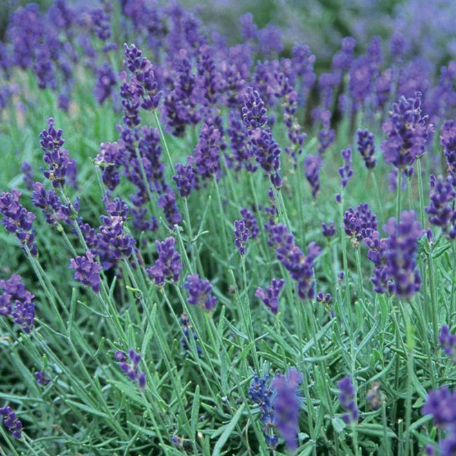 English Lavender 200mm Pot