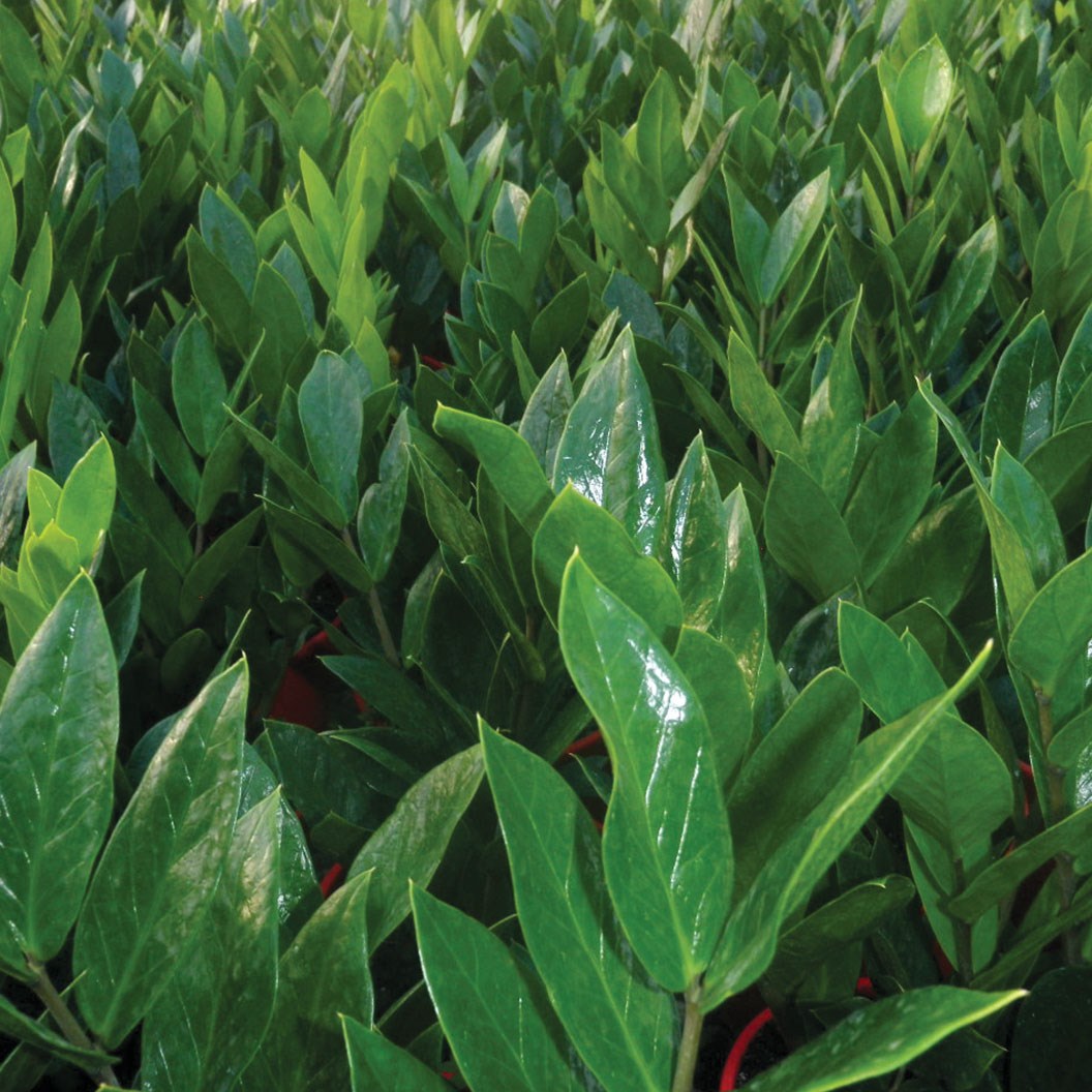 Zz Plant Zamioculcas Zamiifolia 0mm Pot