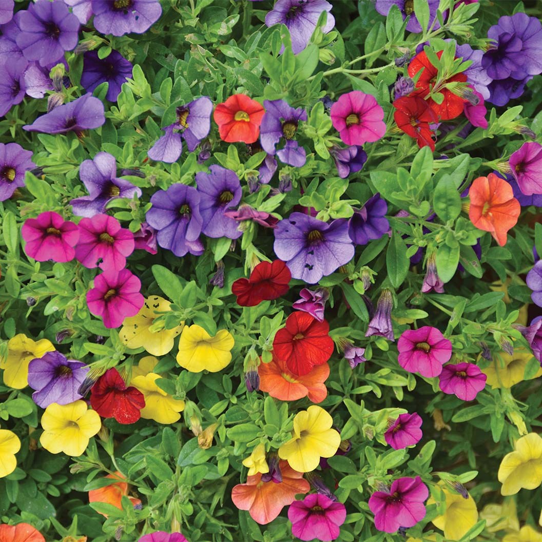 Petunias Super Tray