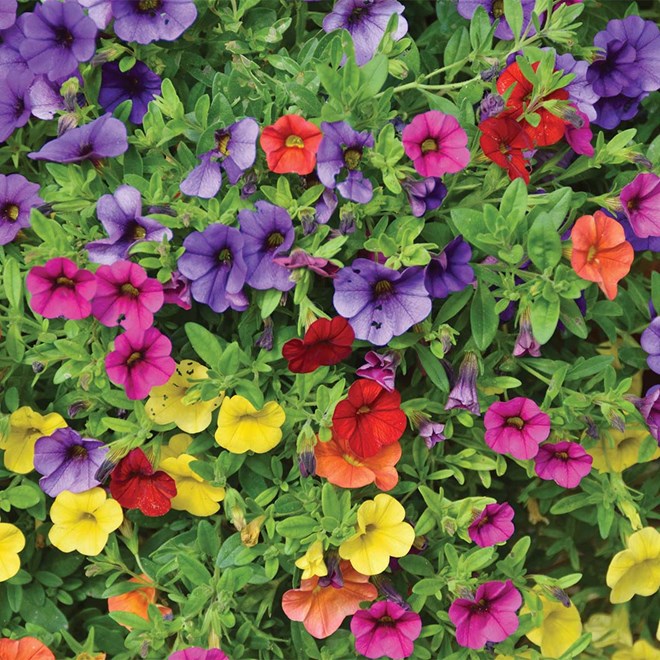 Petunias Super Tray