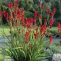 Anigozanthos Rufus Frosty Red 140mm